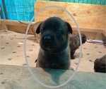 Small Photo #29 Belgian Malinois Puppy For Sale in LABADIE, MO, USA