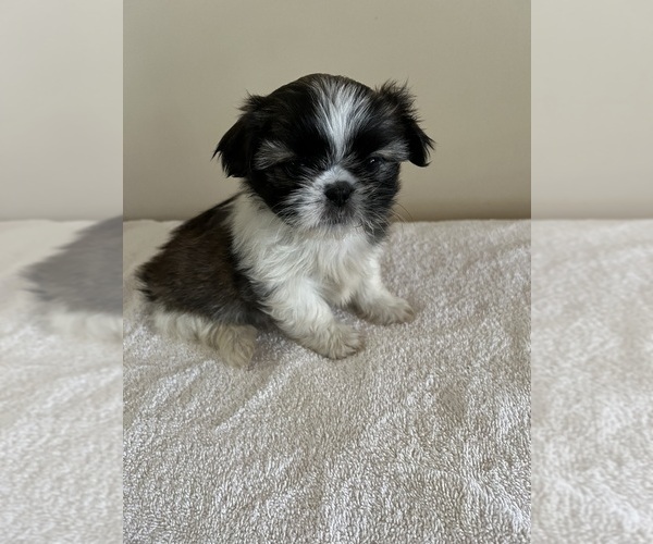 Medium Photo #2 Shih Tzu Puppy For Sale in BALL GROUND, GA, USA