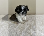 Small Photo #2 Shih Tzu Puppy For Sale in BALL GROUND, GA, USA