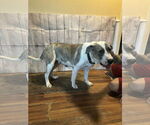 Small #2 Catahoula Leopard Dog Mix