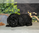 Small Photo #9 Poodle (Miniature) Puppy For Sale in WOLCOTTVILLE, IN, USA