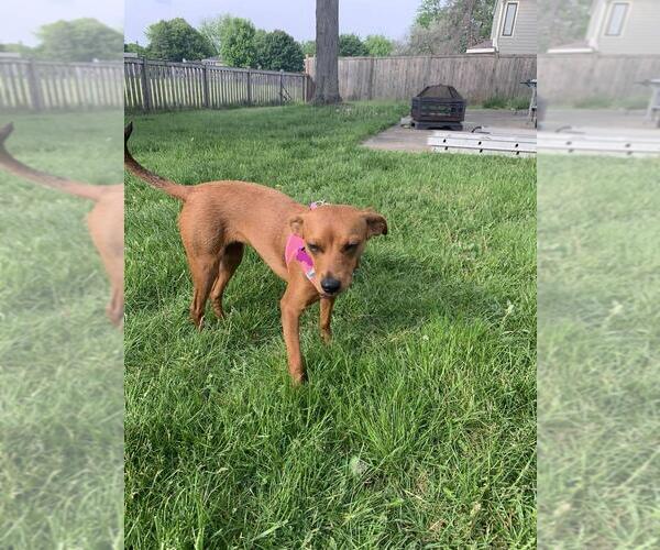 Medium Photo #2 Mutt Puppy For Sale in Mundelein, IL, USA