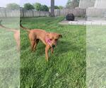 Small #1 Mutt