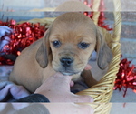 Small Photo #36 Jug Puppy For Sale in GREENWOOD, WI, USA