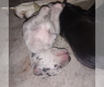 Small Photo #34 Great Dane Puppy For Sale in PIERSON, MI, USA