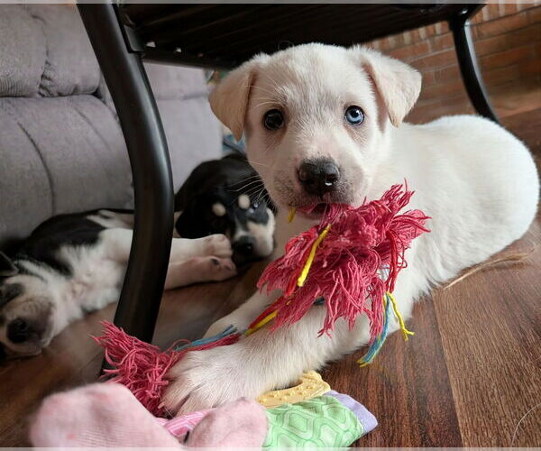 Medium Photo #3 Siberian Husky-Unknown Mix Puppy For Sale in Plainfield, IL, USA