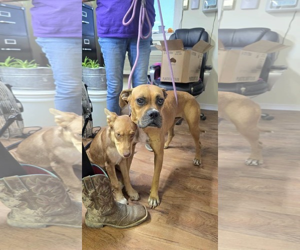 Medium Photo #15 Boxer Puppy For Sale in Burnsville, MN, USA