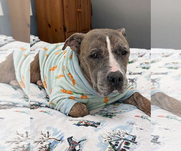 Medium Photo #4 American Pit Bull Terrier Puppy For Sale in Westminster, MA, USA