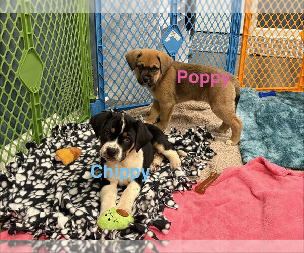 Medium Photo #2 Mutt Puppy For Sale in Springdale, PA, USA