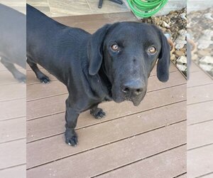 Labrador Retriever Dogs for adoption in The Woodlands, TX, USA