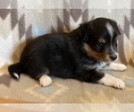 Small #2 Shel-Aussie