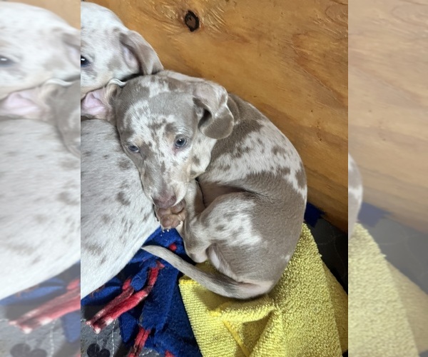 Medium Photo #17 Dachshund Puppy For Sale in LAKEBAY, WA, USA