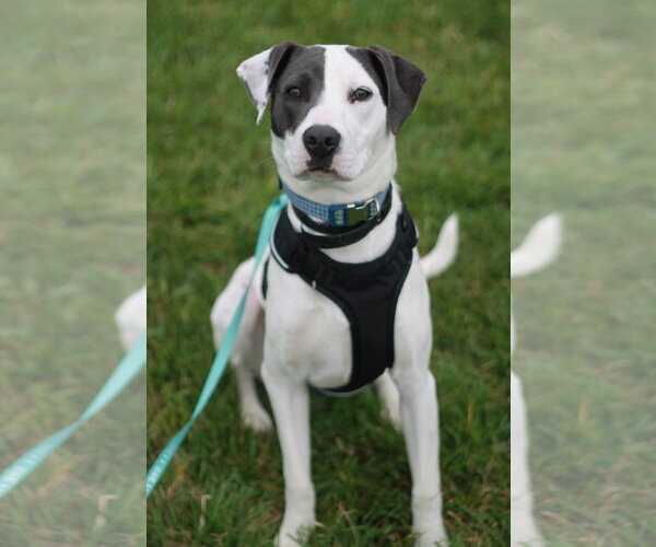 Medium Photo #4 Australian Shepherd-Weimaraner Mix Puppy For Sale in Cookeville, TN, USA