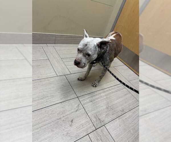 Medium Photo #1 American Pit Bull Terrier-Unknown Mix Puppy For Sale in Corpus Christi, TX, USA