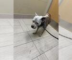 HOMIE - Male American Pit Bull Terrier-Unknown Mix Dog for Adoption - Small photo