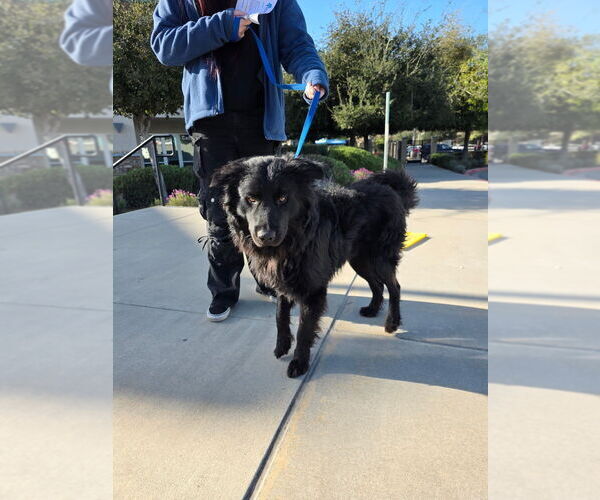 Medium Photo #4 Border Collie-Unknown Mix Puppy For Sale in Dana Point, CA, USA