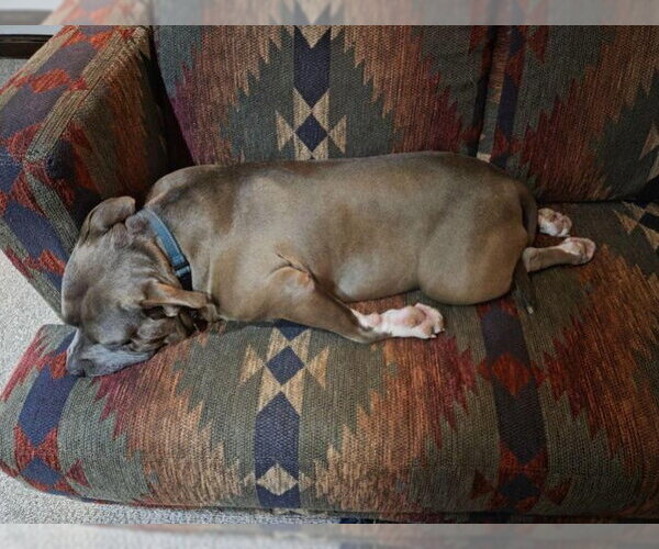 Medium Photo #2 Mutt Puppy For Sale in Rockville, MD, USA