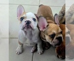 Small #11 French Bulldog