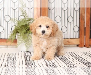 Poochon Puppy for sale in NAPLES, FL, USA