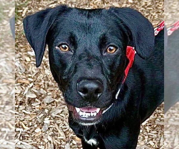 Medium Photo #3 Mutt Puppy For Sale in Canton, CT, USA