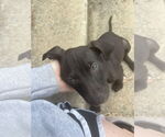 Small #2 American Pit Bull Terrier