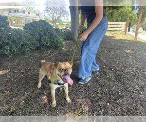 Pug Dogs for adoption in Santa Barbara, CA, USA