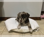 Small Photo #6 Sheprador Puppy For Sale in MILLERSBURG, OH, USA
