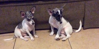 Chihuahua Puppy for sale in CLERMONT, FL, USA