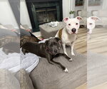 Small #2 American Staffordshire Terrier-Labrador Retriever Mix