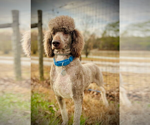 Medium Photo #6 Poodle (Standard) Puppy For Sale in Pacolet, SC, USA
