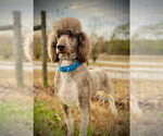 Small #5 Poodle (Standard)