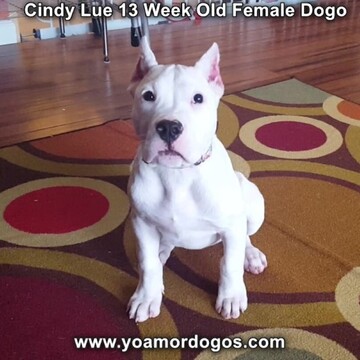 Medium Photo #180 Dogo Argentino Puppy For Sale in PINEVILLE, MO, USA