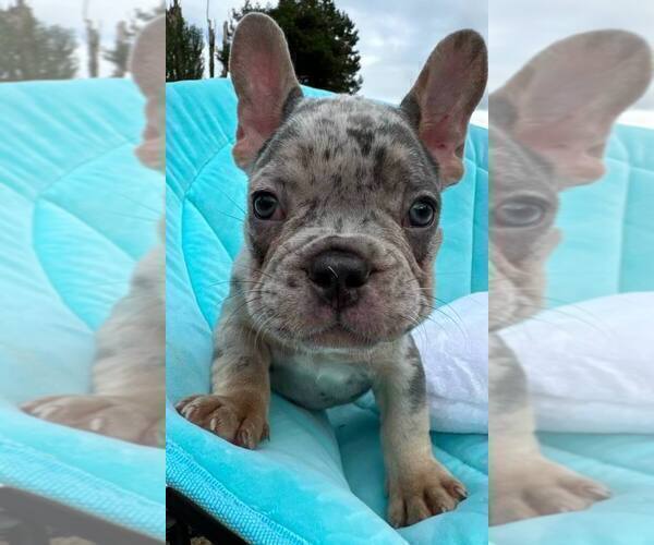 Medium Photo #2 French Bulldog Puppy For Sale in RENTON, WA, USA