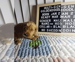 Puppy Hoss Goldendoodle (Miniature)