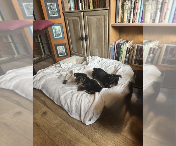 Medium Photo #15 Yorkshire Terrier Puppy For Sale in PALMDALE, CA, USA