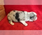 Small Photo #9 Miniature Australian Shepherd Puppy For Sale in FORT MORGAN, CO, USA
