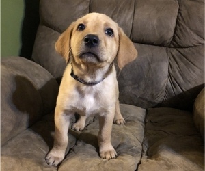 Labrador Retriever Puppy for sale in OVID, MI, USA