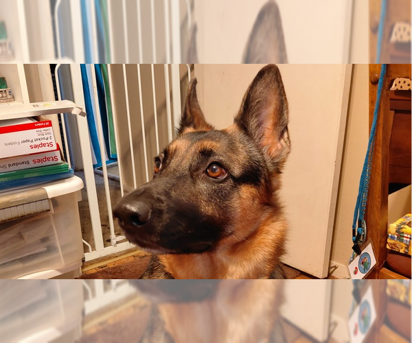 Medium Photo #1 German Shepherd Dog Puppy For Sale in Cupertino, CA, USA