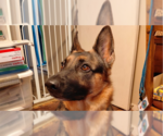 Small German Shepherd Dog