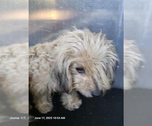 Poodle (Miniature)-Unknown Mix Dogs for adoption in San Antonio, TX, USA