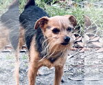 Small Photo #3 Mutt Puppy For Sale in Oakhurst, NJ, USA
