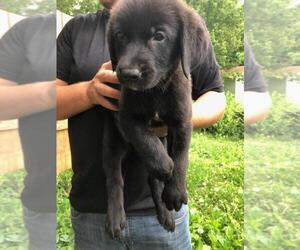 Golden Labrador Puppy for sale in SPENCER, TN, USA