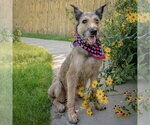 Small #5 Bouvier Des Flandres Mix