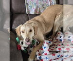 Small #21 Golden Labrador