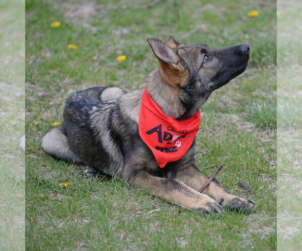 Medium Photo #26 German Shepherd Dog Puppy For Sale in Gretna, NE, USA