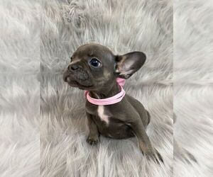 French Bulldog Puppy for sale in CHARLESTON, SC, USA