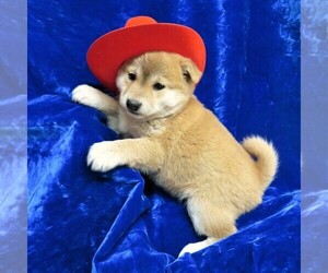 Shiba Inu Puppy for sale in NORWOOD, MO, USA