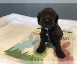 Small Photo #1 Cockapoo Puppy For Sale in HOLDEN, MO, USA