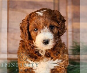 Goldendoodle (Miniature) Puppy for sale in LITITZ, PA, USA