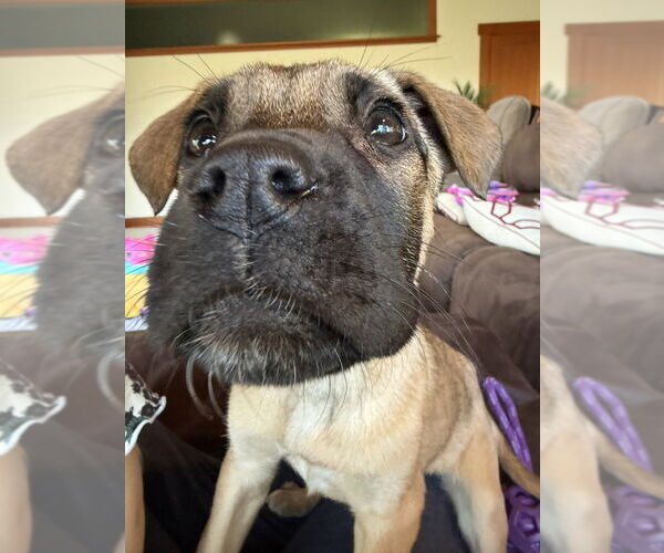 Medium Photo #3 Mutt Puppy For Sale in Bellingham, WA, USA